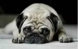 巴哥在哪发的爆料视频,揭秘幕后真相