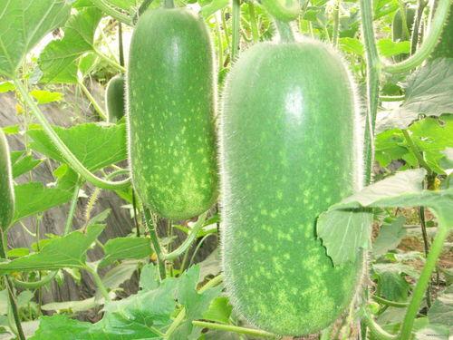 苏妹妹吃大瓜合集,揭秘娱乐圈幕后风云