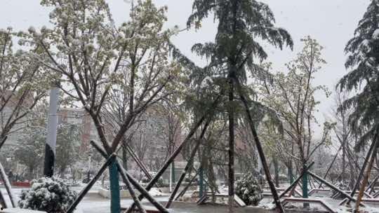 头条胡杨照片,千年守望者，沙漠中的生命奇迹