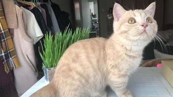 网红猫咪牛磺酸怎么吃