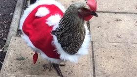 58热门吃瓜,揭秘网络热议背后的真相与笑料