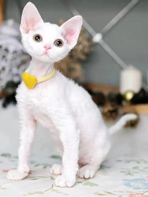 美国德州网红小白兔,萌翻全网的治愈系萌宠传奇