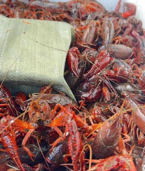 商丘头条小龙虾价格,最新行情一览