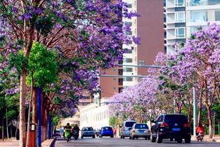 昆明网红拍照地翠湖,打卡网红拍照圣地，感受春城诗意画卷