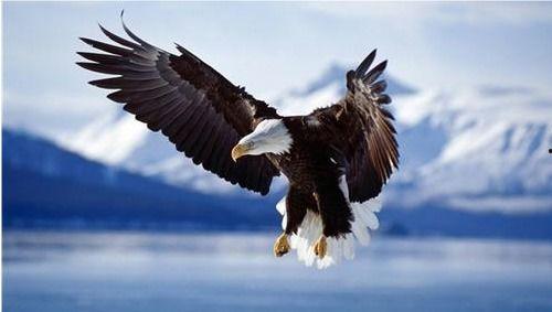 石头盐罐老鹰打个明星,揭秘明星背后的传奇故事