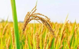 资中水稻新闻头条,助力乡村振兴