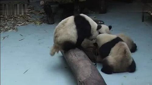 大熊猫吵架吃瓜,一场生态界的趣味纷争