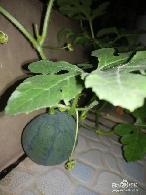 籽可以吃的水果瓜,探索可食用籽的神奇水果世界