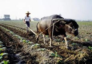 农民吃蜜瓜喂羊视频