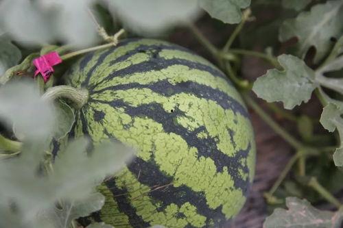 藤瓜吃,探寻大自然的馈赠与味蕾的盛宴