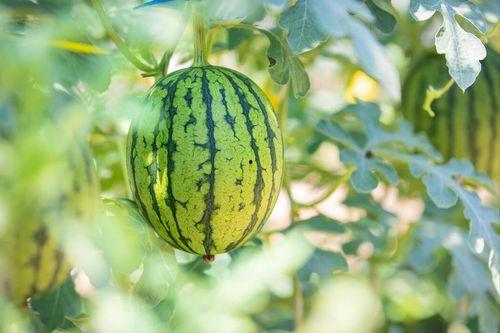 吃瓜在哪儿最好,揭秘全国瓜果飘香之地