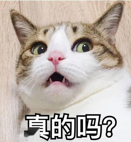 怎么看麻料鸟没上口,探寻原因与对策