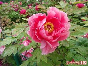 牡丹园今天新闻头条直播,揭秘牡丹园最新动态与盛事