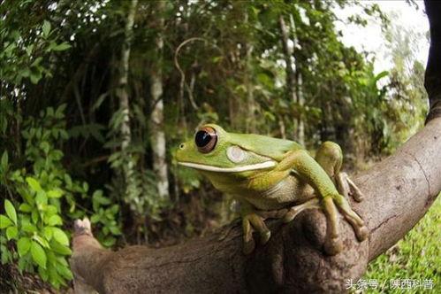 卖崽蛙吃瓜,揭秘网红宠物的趣味生活