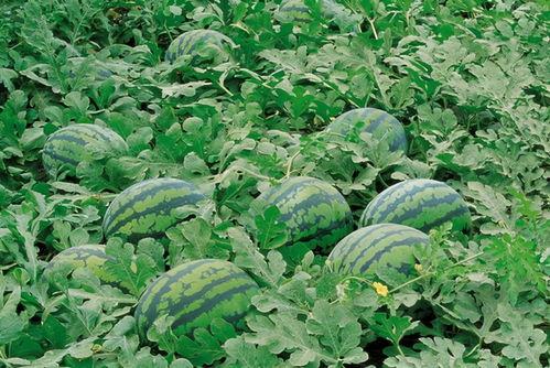 吃捧瓜有什么好,捧瓜背后的趣味与智慧