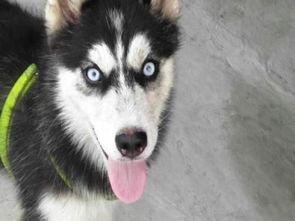 网红黄色哈士奇图片,黄色毛发的“笑星”魅力四射